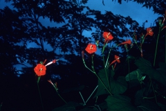 Ipomoea hederifolia; Photo credit: Dan Austin 2)