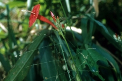 Ipomoea hederifolia; Photo credit: Dan Austin (1)
