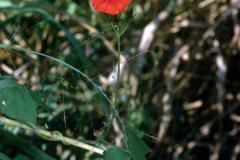 Ipomoea hederifolia; Photo credit: Dan Austin (1)