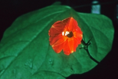 Ipomoea hederifolia; Photo credit: Dan Austin (1)