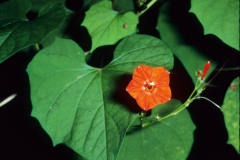 Ipomoea hederifolia; Photo credit: Dan Austin 2)