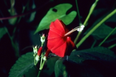 Ipomoea hederifolia; Photo credit: Dan Austin (3)