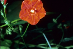Ipomoea hederifolia; Photo credit: Dan Austin 2)
