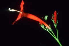 Ipomoea hederifolia; Photo credit: Dan Austin (2)