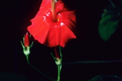 Ipomoea hederifolia; Photo credit: Dan Austin (3)