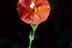Ipomoea hederifolia; Photo credit: Dan Austin (4)