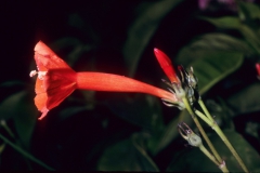 Ipomoea hederifolia; Photo credit: Dan Austin (4)