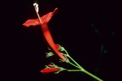Ipomoea hederifolia; Photo credit: Dan Austin (4)