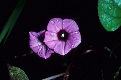 Ipomoea triloba; Photo credit: Dan Austin