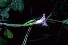 Ipomoea triloba; Photo credit: Dan Austin