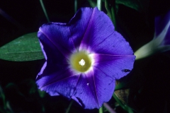 Ipomoea parasitica; Photo credit: Dan Austin
