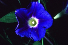 Ipomoea parasitica; Photo credit: Dan Austin