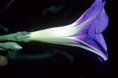 Ipomoea parasitica; Photo credit: Dan Austin