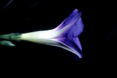 Ipomoea parasitica; Photo credit: Dan Austin