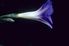 Ipomoea parasitica; Photo credit: Dan Austin