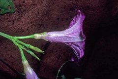 Ipomoea x leucantha; Photo credit: Dan Austin