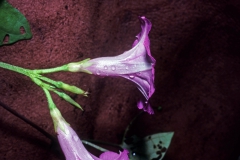 Ipomoea x leucantha; Photo credit: Dan Austin