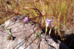 Ipomoea x leucantha; Photo credit: Sue Carnahan