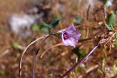 Ipomoea x leucantha; Photo credit: Sue Carnahan