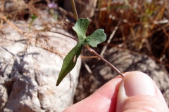 Ipomoea x leucantha; Photo credit: Sue Carnahan