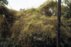 Cuscuta americana; Photo credit: Dan Austin