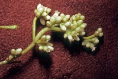 Cuscuta americana; Photo credit: Dan Austin