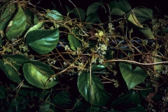 Cuscuta americana; Photo credit: Dan Austin