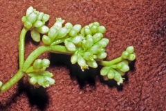 Cuscuta americana; Photo credit: Dan Austin