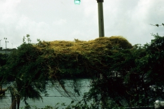 Cuscuta americana; Photo credit: Dan Austin