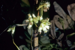 Cuscuta americana; Photo credit: Dan Austin