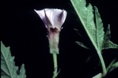 Convolvulus equitans; Photo credit: Dan Austin (2)