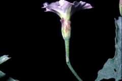 Convolvulus equitans; Photo credit: Dan Austin (2)
