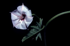 Convolvulus equitans; Photo credit: Dan Austin (2)