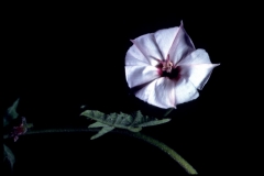 Convolvulus equitans; Photo credit: Dan Austin (2)