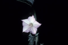 Convolvulus equitans; Photo credit: Dan Austin (2)