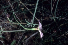 Convolvulus equitans; Photo credit: Dan Austin (1)