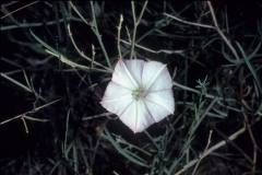 Convolvulus equitans; Photo credit: Dan Austin (1)