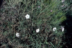 Convolvulus equitans; Photo credit: Dan Austin (1)