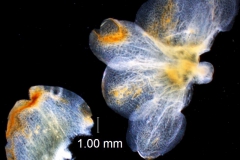 Cuscuta montana, calyx dissected and bract