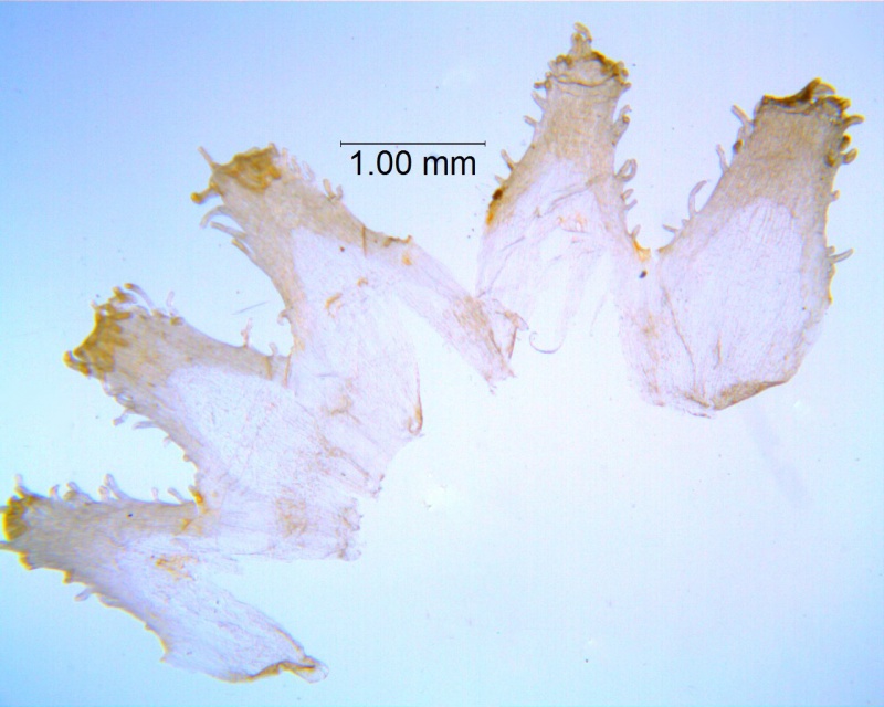 Cuscuta montana, scales