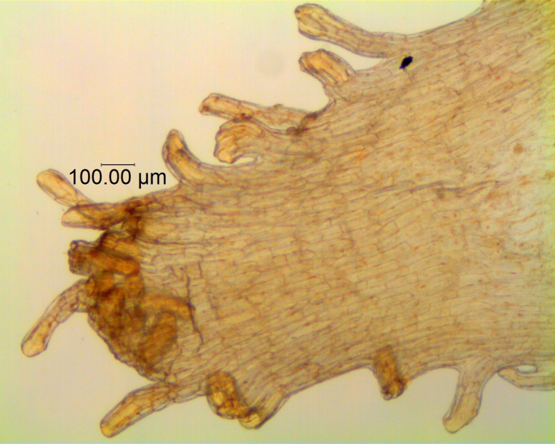 Cuscuta montana, scale