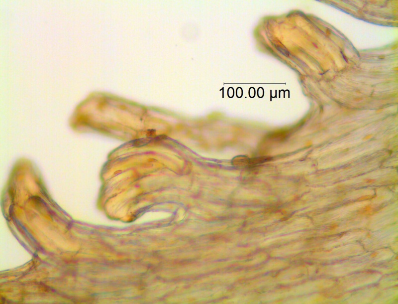 Cuscuta montana, scales' fimbriae