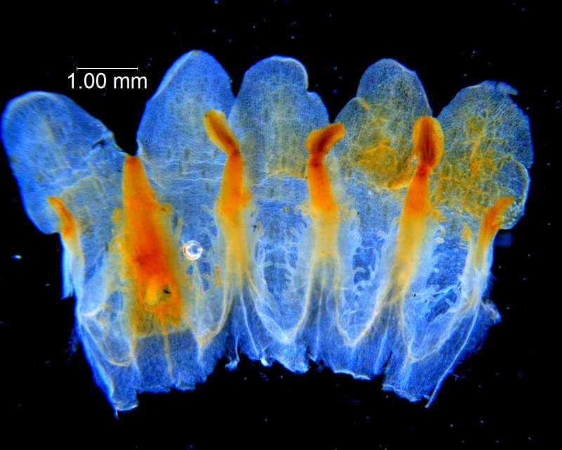 Cuscuta montana, corolla dissected