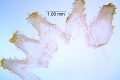 Cuscuta montana, scales