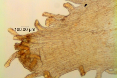 Cuscuta montana, scale