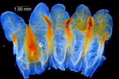 Cuscuta montana, corolla dissected