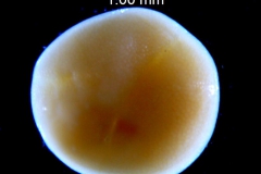 Cuscuta montana, seed