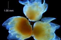 _untitled__1465__12_