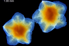 _untitled__1465__15_