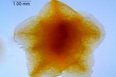 _untitled__1465__18_